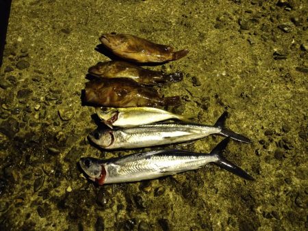 ノープラン釣行